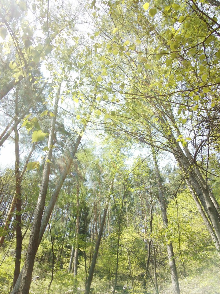 trees