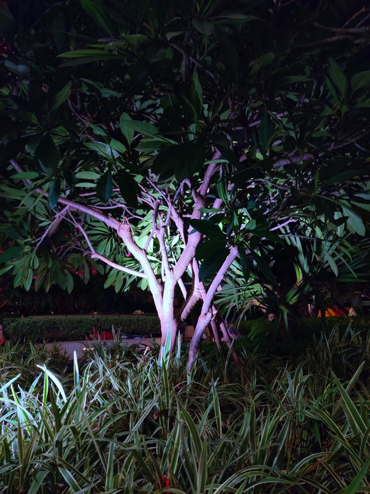 tree light green