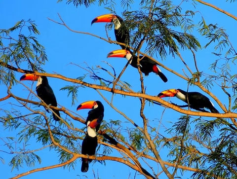 hình nền toucan, coraciiformes