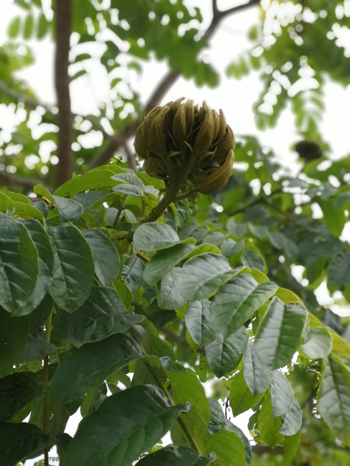 Awaiting blossom