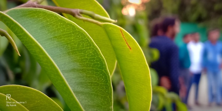 leafe