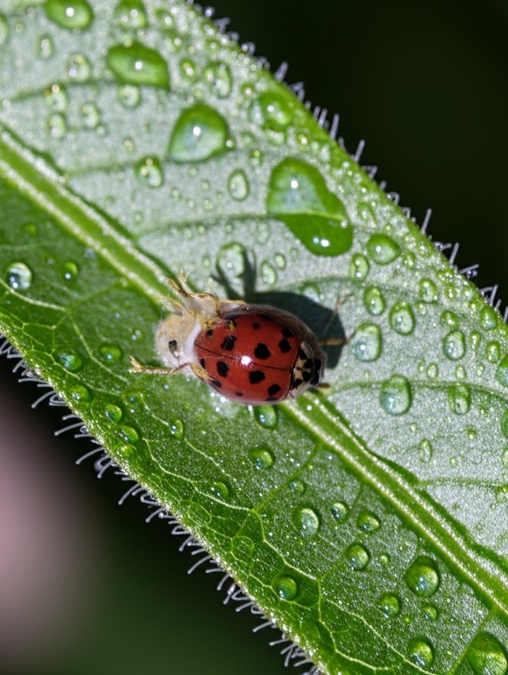 tapety pest, green