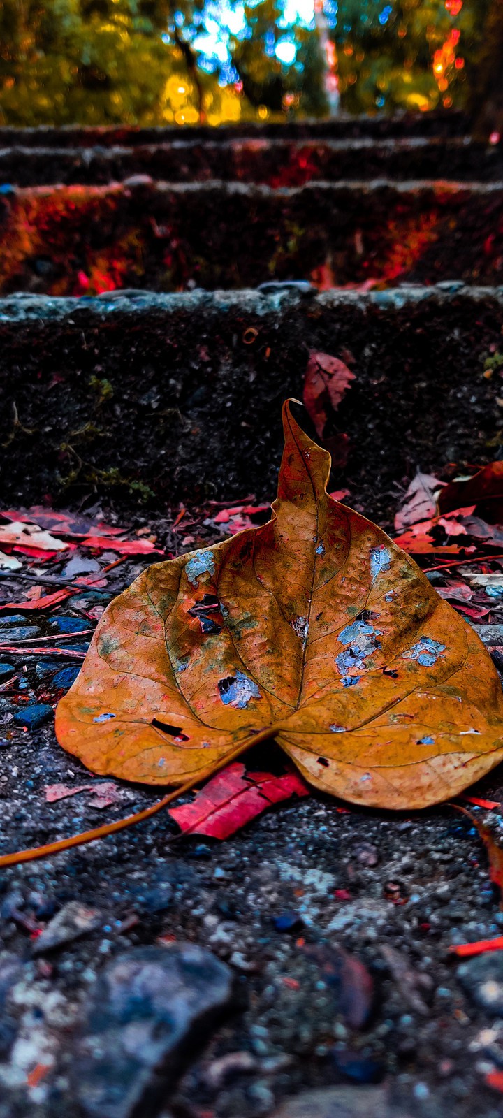 Dried Leaves