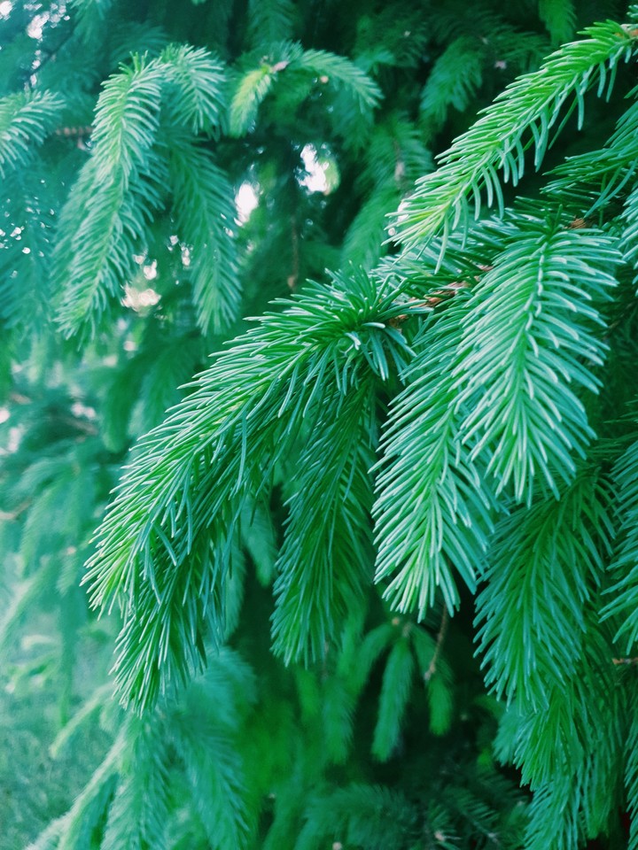 Spruce