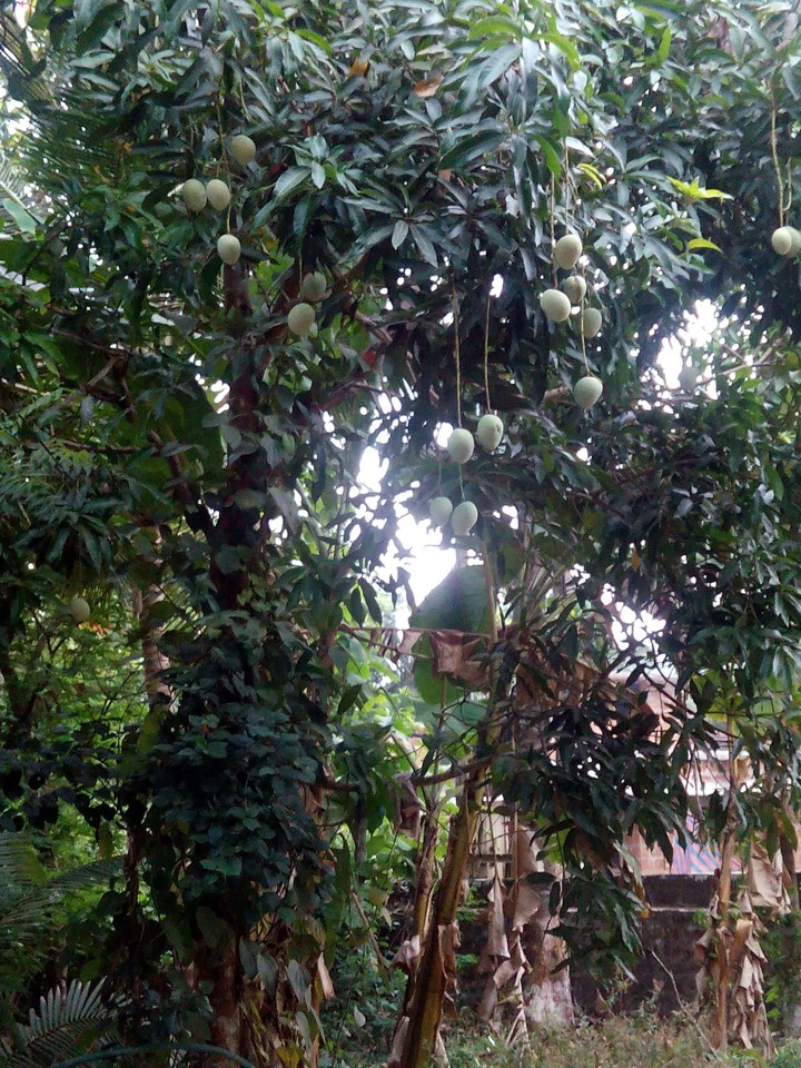 Mangos