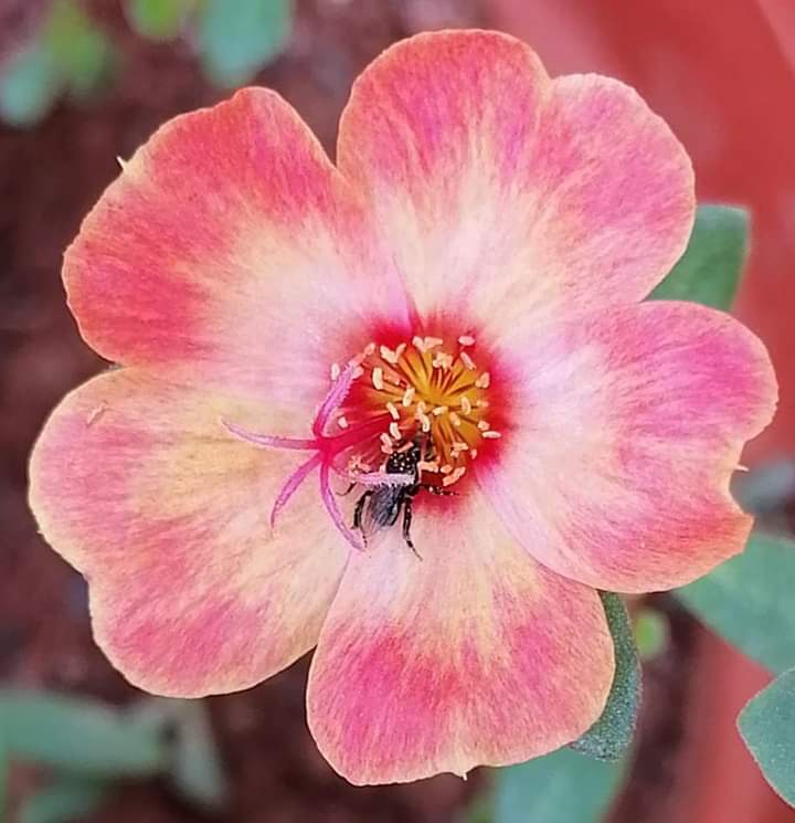Purslane