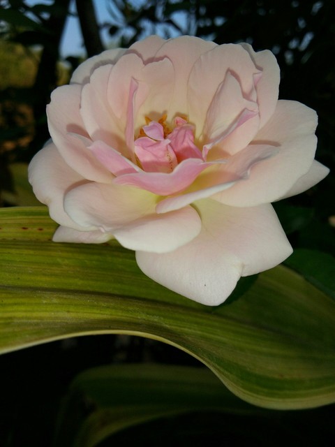 VIPUL