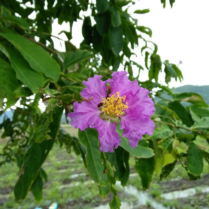 flower