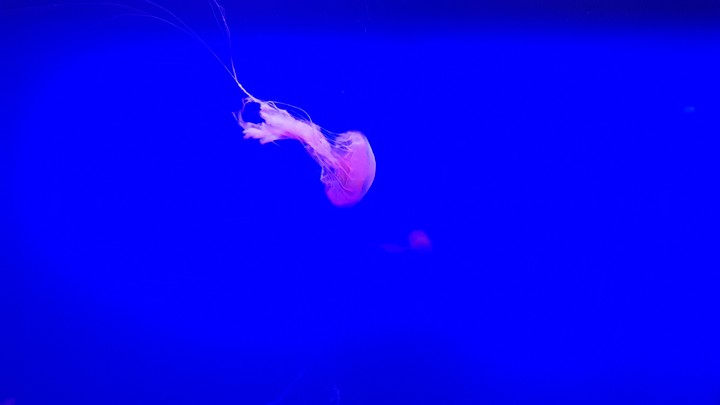 jelly fish