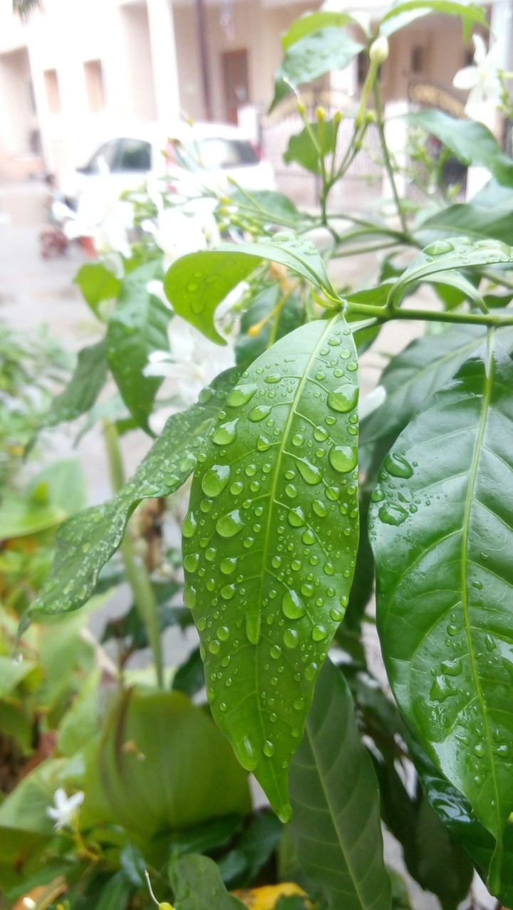 #rain#leaves