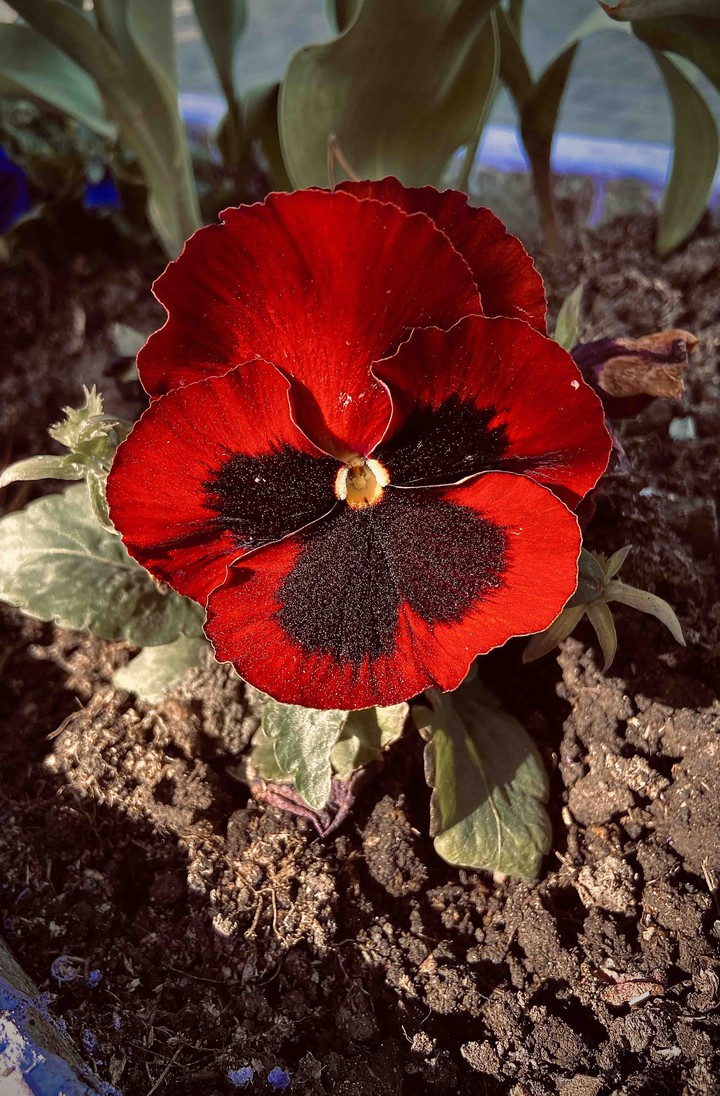 Red pansy