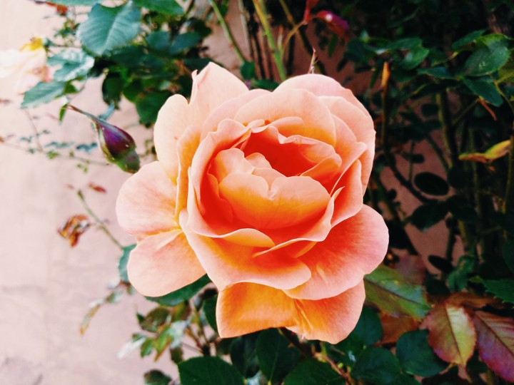 Orange rose again