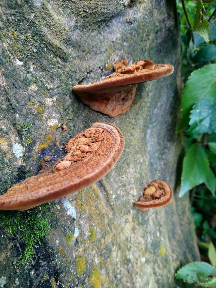 Mushroom