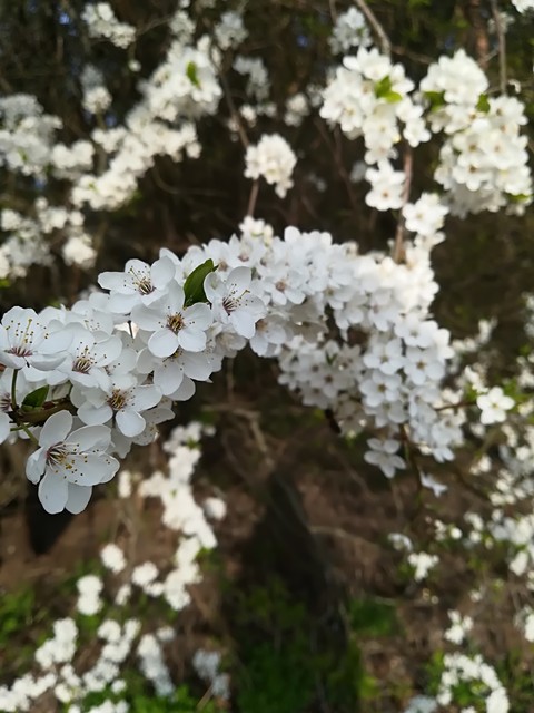 shrub, White壁纸