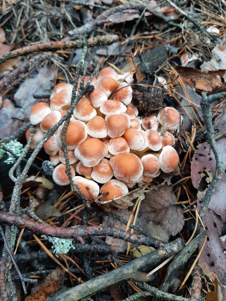 Mushrooms