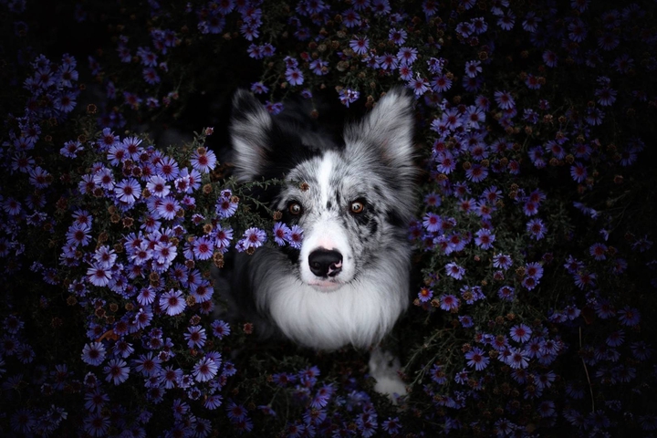 thedog