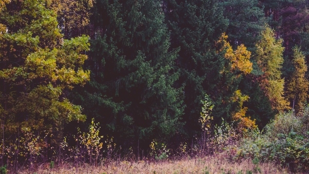 The forest