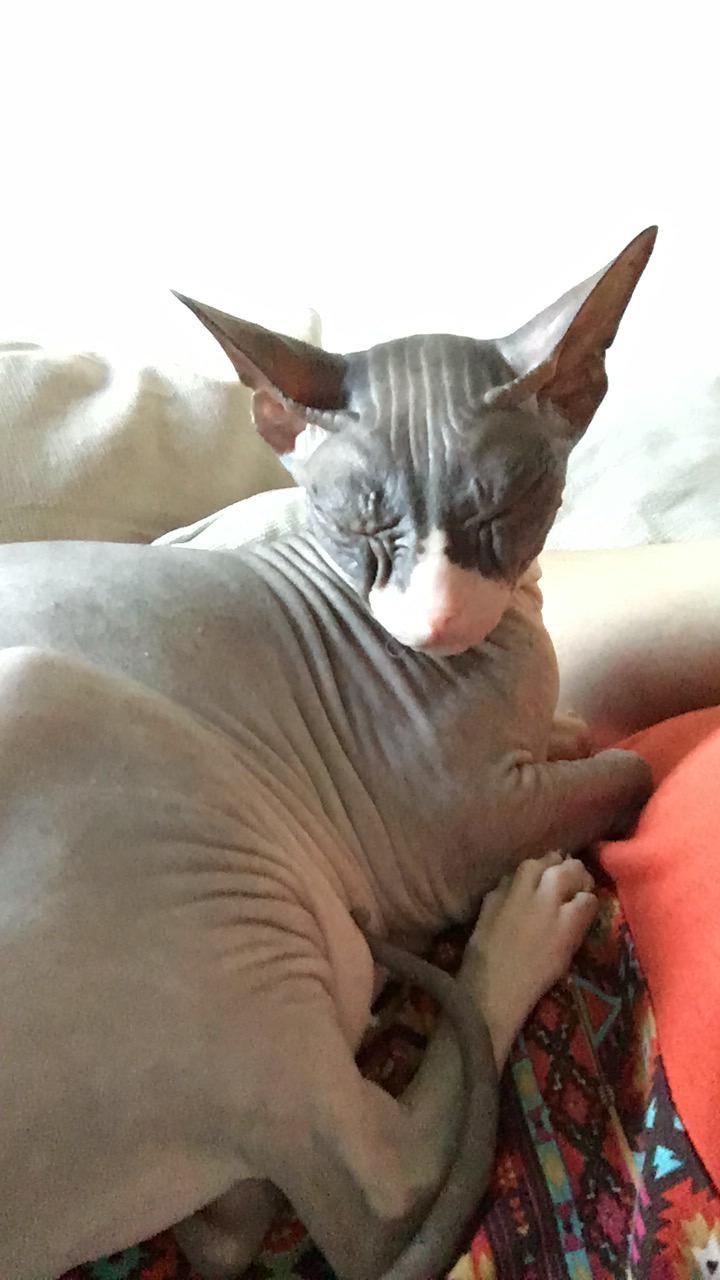 МОАНКА
