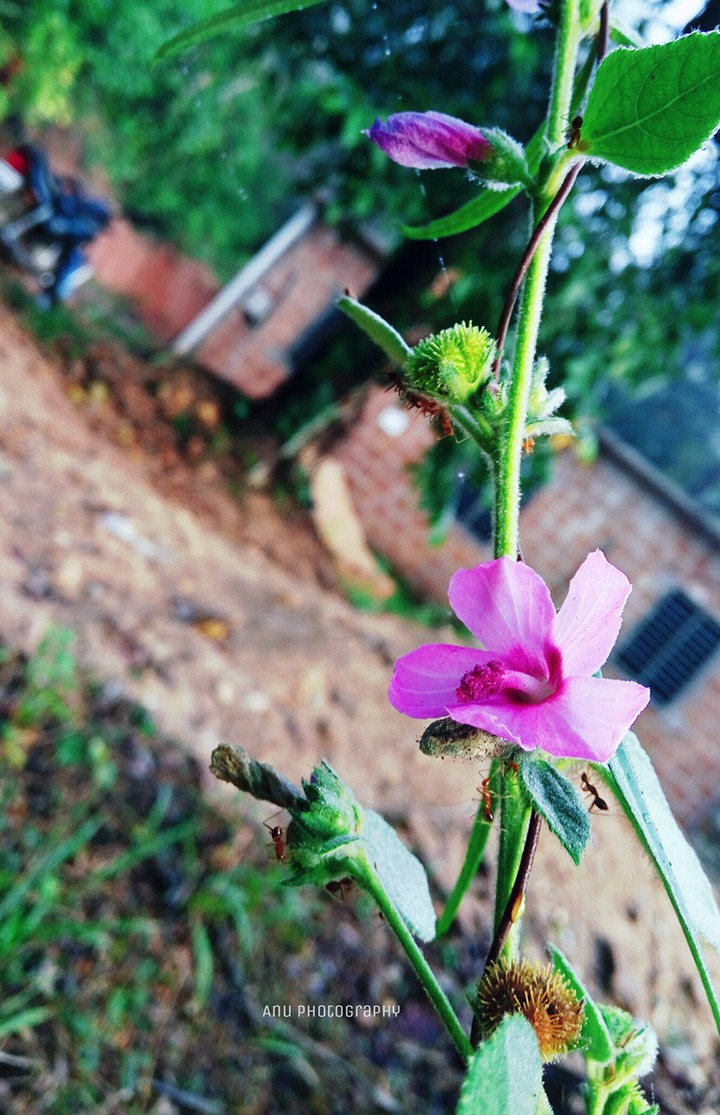 flower