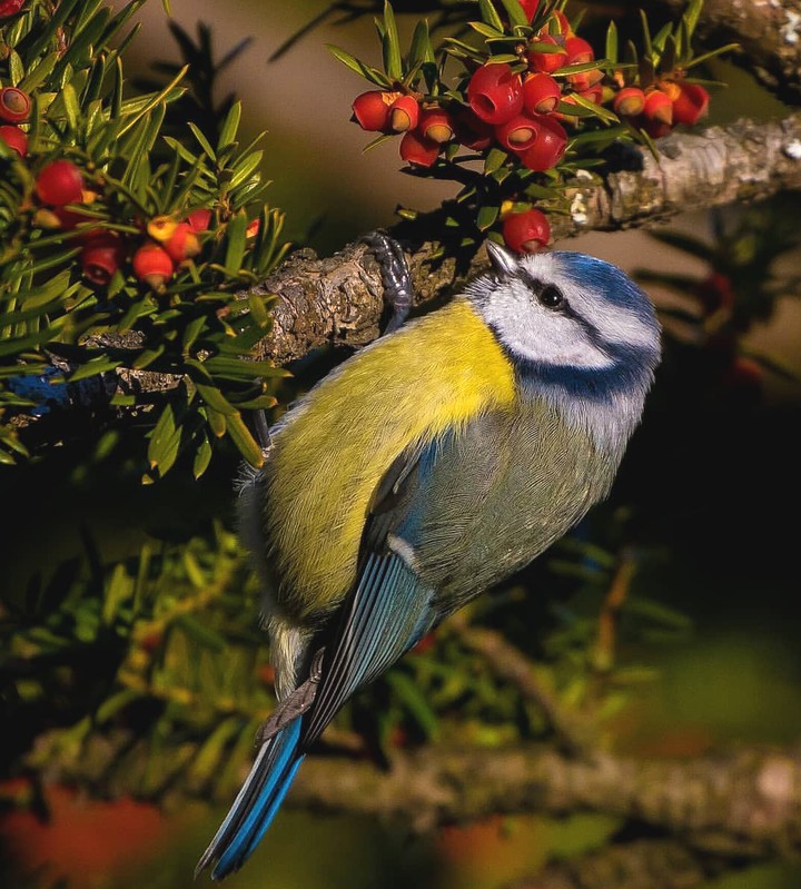 bluetit