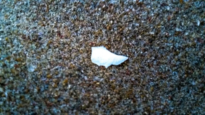 shell full of sand