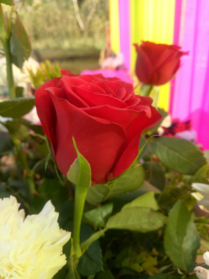 Rose 