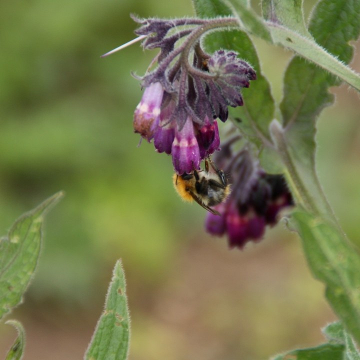 hommel