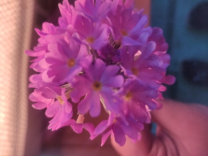 wildflowers