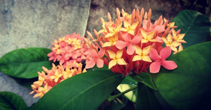 #Flower