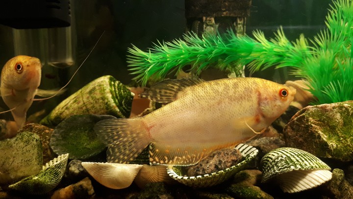 My fish