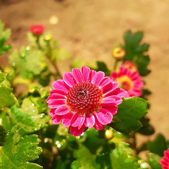 flower