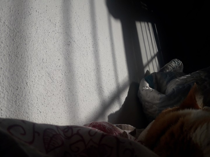 zari cat