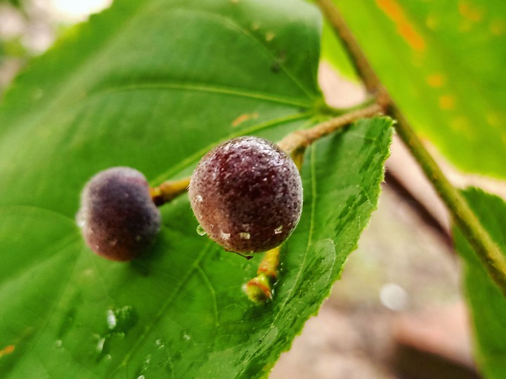 berries