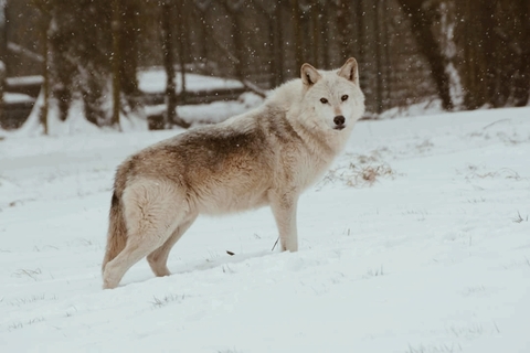 snow wolf