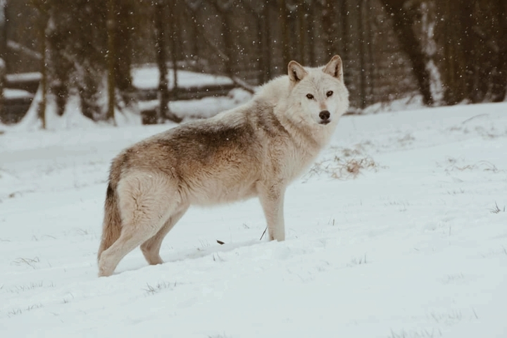 snow wolf
