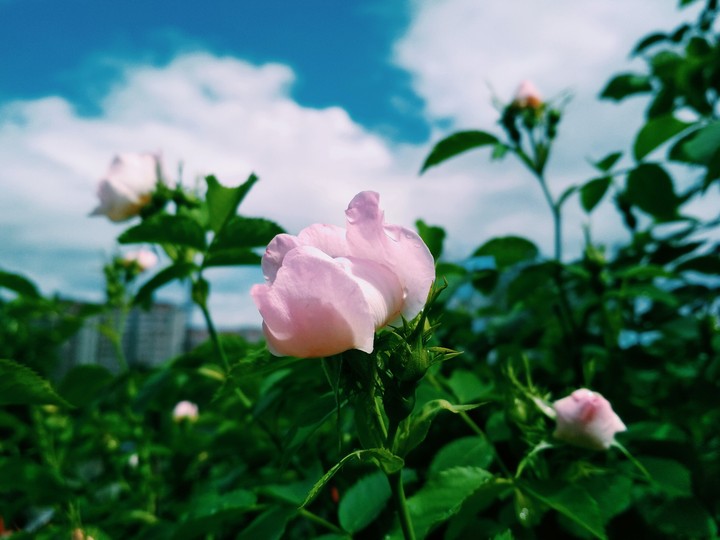 Small pink rose / Маленькая розовая роза