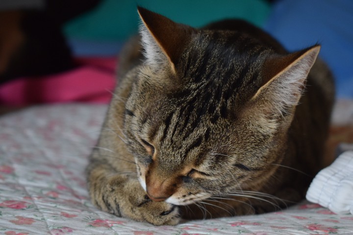 cat