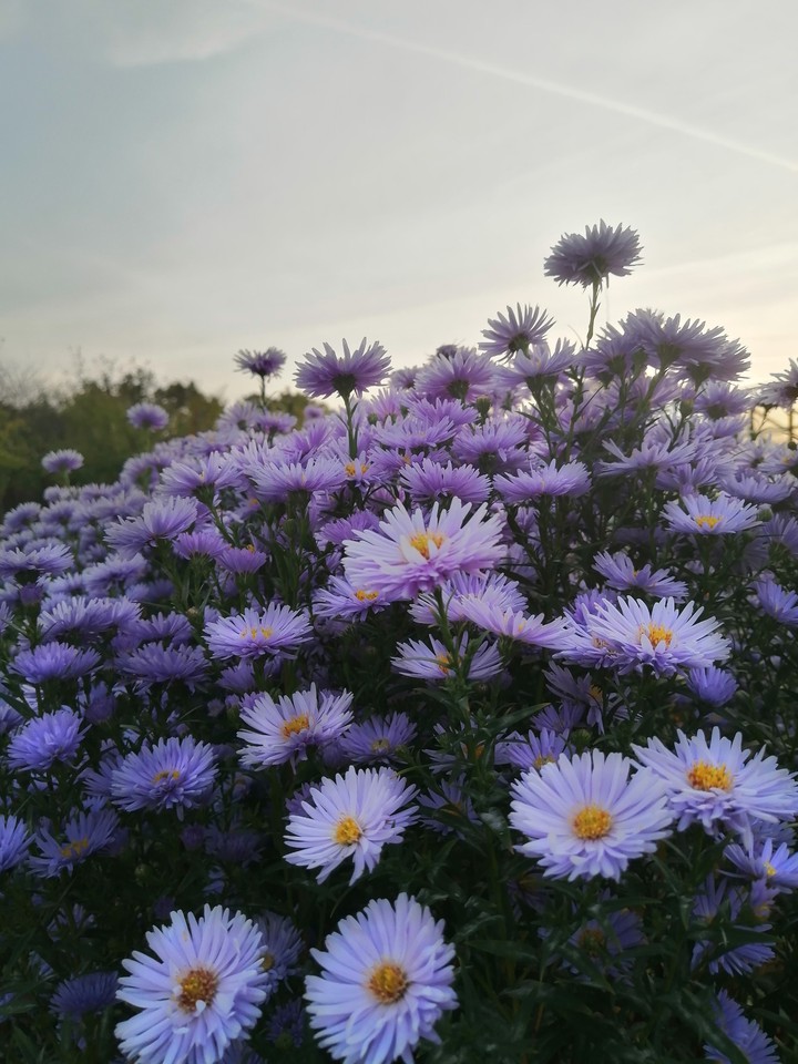 violet flowers