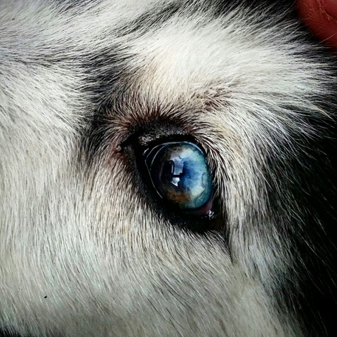 Husky eye