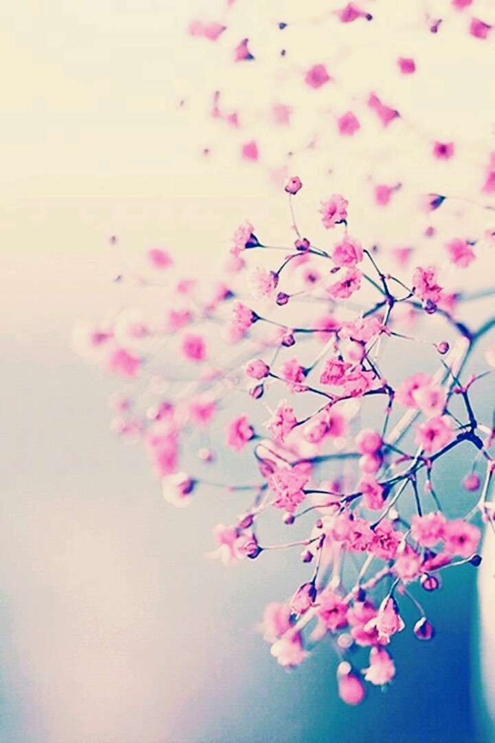 Pink flowers
