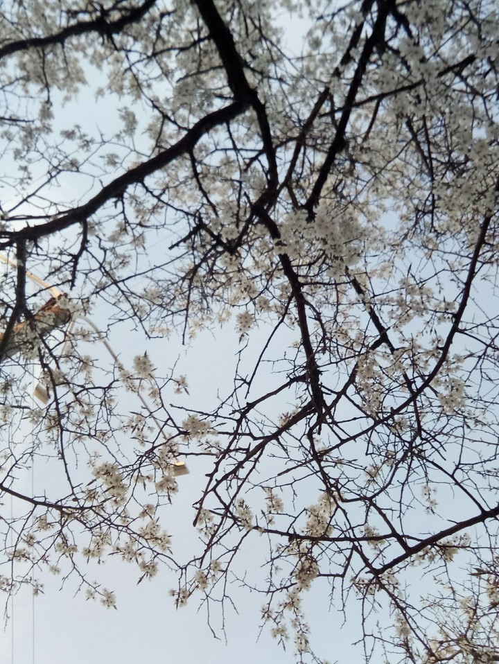 spring blossom