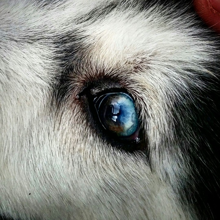 Husky eye