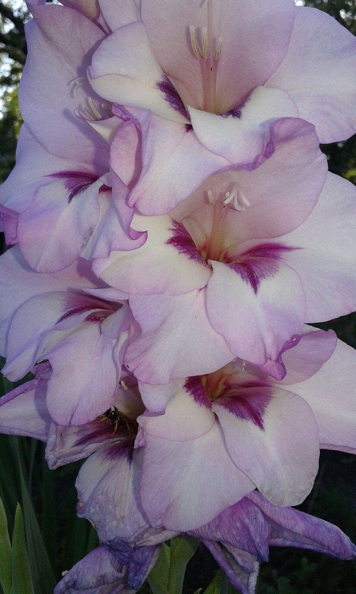 natural beauty