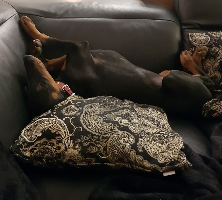 müder Dobermann