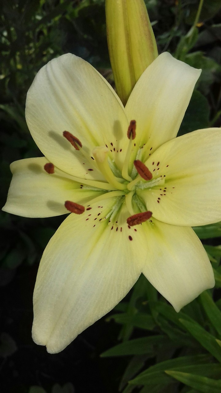 lily/ лилия