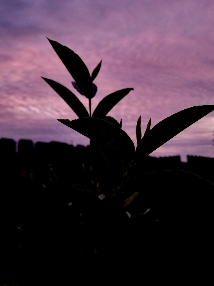 leaves