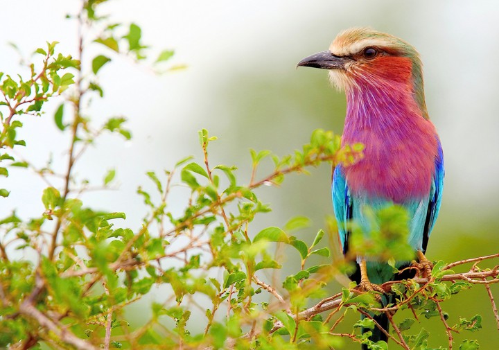 bird