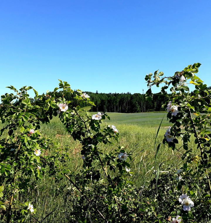 Where the Wild Roses grow...