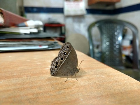 Butterfly