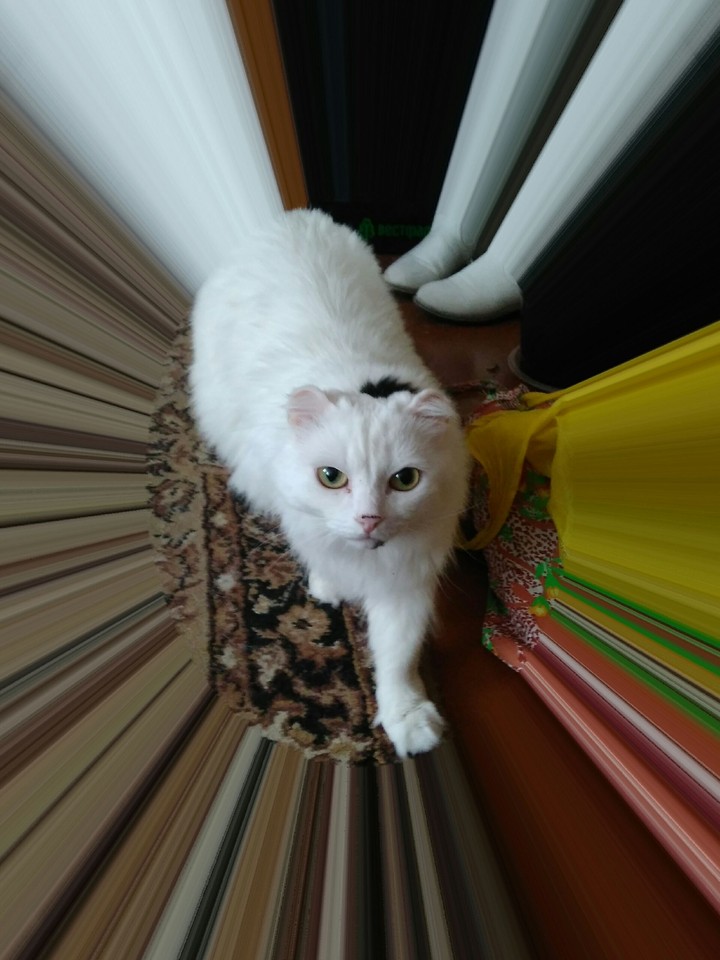 котя